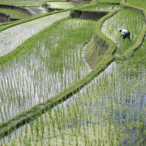 RICE FIELD TERRACES